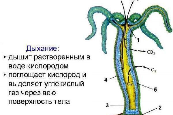 Kraken ссылка на сайт актуальная