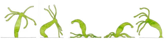 Kraken 12at