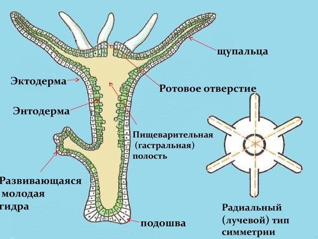 Забыл пароль от кракен